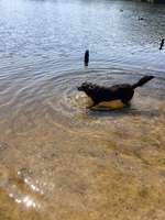 Hundeauslaufgebiet-Krupunder See-Bild