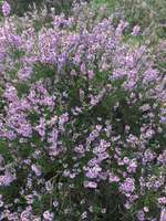 Hundeauslaufgebiet-Neugraben-Bild