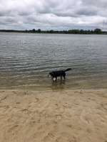 Hundeauslaufgebiet-Gartower See-Bild