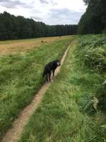 Hundeauslaufgebiet-Neugraben-Bild