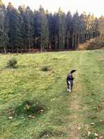 Hundeauslaufgebiet-Neugraben-Bild