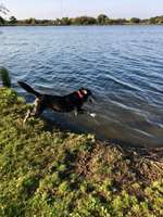 Hundeauslaufgebiet-Gartower See-Bild
