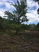 Hundeauslaufgebiet-Neugraben-Bild