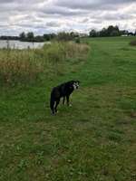 Hundeauslaufgebiet-Gartower See-Bild