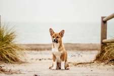 Stürzen aufs Futter & absolute Unruhe vorher-Beitrag-Bild