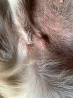 Knubbel neben dem Penis-Beitrag-Bild