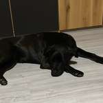 Ersteller:in Anni Profilbild