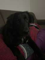 Aussie - Labrador-Beitrag-Bild