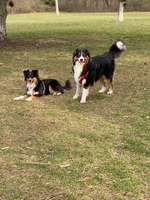 Hundeauslaufgebiet-Frauenland II-Bild