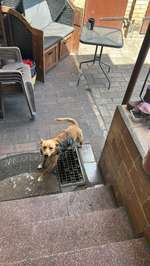 Suchmeldung-Günther-Bild