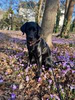 Labrador Pubertät-Beitrag-Bild