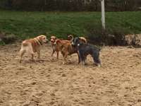 Hundeauslaufgebiet-Pappelsee - Geduldete Hundewiese-Bild