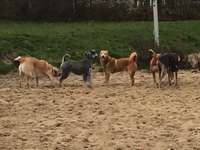 Hundeauslaufgebiet-Pappelsee - Geduldete Hundewiese-Bild