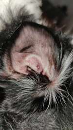 Hilfe, was ist das? Ein Pickel oder eine Warze?-Beitrag-Bild