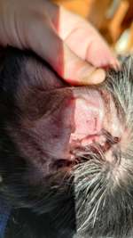 Hilfe, was ist das? Ein Pickel oder eine Warze?-Beitrag-Bild