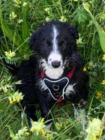 Mein Welpe möchte nicht gassi gehen-Beitrag-Bild