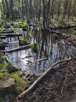 Hundeauslaufgebiet-Ohligser Heide-Bild