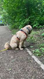 Sture Tibet-Terrier-Beitrag-Bild