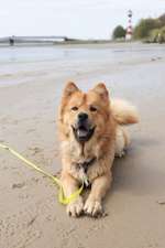 Erfahrungsaustausch über Erziehung von Hunden des Urtyps (Husky, Chow, Samoyede, Eurasier, Spitze,.)-Beitrag-Bild