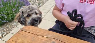 Hundeauslaufgebiet-Xantener Südsee-Bild