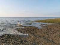 Hundeauslaufgebiet-Hundestrand Hooksiel-Bild