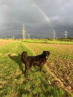 Altdeutsche Hütehunde-Beitrag-Bild