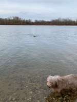 Hundeauslaufgebiet-Hundestrand Auesee-Bild