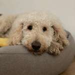 Ersteller:in Fi Profilbild