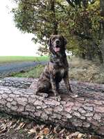 Hundeauslaufgebiet-Gimbacher Hof / Gundelhard-Bild