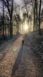 Hundeauslaufgebiet-Gimbacher Hof / Gundelhard-Bild