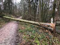 Hundeauslaufgebiet-Gimbacher Hof / Gundelhard-Bild