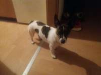 Was für ein Jack Russel Mix?!😅-Beitrag-Bild