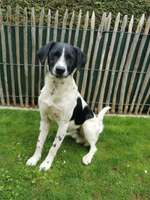 Suche Infos über die Vergangenheit dieses Hundes-Beitrag-Bild