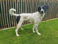 Suche Infos über die Vergangenheit dieses Hundes-Beitrag-Bild