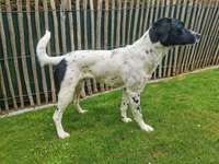 Suche Infos über die Vergangenheit dieses Hundes-Beitrag-Bild