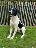 Suche Infos über die Vergangenheit dieses Hundes-Beitrag-Bild