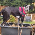 Suchmeldung-Klara-Bild