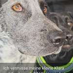 Suchmeldung-Klara-Bild