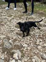 Reaktiver Hund oder nur Zwischenphase?-Beitrag-Bild