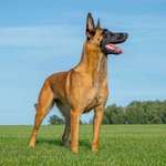 Arbeitshund, Junghund, Zweithund-Beitrag-Bild