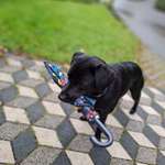 Hundetricks, Ideen-Beitrag-Bild