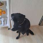 Hundetricks, Ideen-Beitrag-Bild