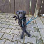 Hundetricks, Ideen-Beitrag-Bild