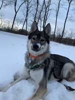 Husky / Huskymischlinge & Schnee-Beitrag-Bild