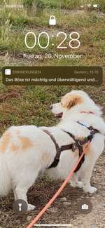 Hunde aus Rumänien-Beitrag-Bild