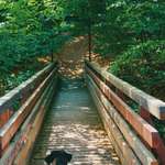 Hundeauslaufgebiet-Über die Teufelsbrücke zur Hohen Eiche-Bild