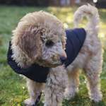 Ersteller:in David Profilbild