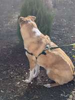 Suchmeldung-Mischling-Bild