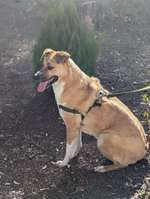 Suchmeldung-Mischling-Bild