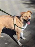 Suchmeldung-Mischling-Bild